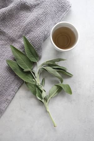 新鮮鼠尾草枝和一杯花草茶在灰色布上。