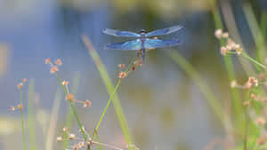 藍色蜻蜓在蘆葦上休息，沼澤草叢