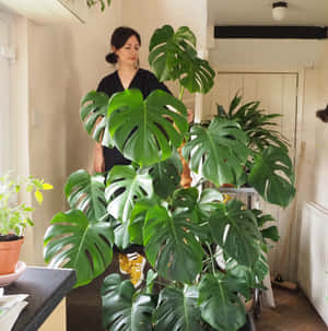 女性站在明亮的室內房間中一株大型龜背竹植物後面。